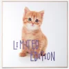 Outlet Daells Bolighus Billede kitten - Limited edition