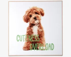 Discount Daells Bolighus Billede puppy - Cuteness overload