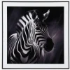 Daells Bolighus Billede zebra i ramme 50x50 cm