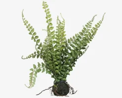 Discount Daells Bolighus Bregne M.Rod H.43cm