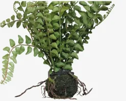 Discount Daells Bolighus Bregne M.Rod H.43cm