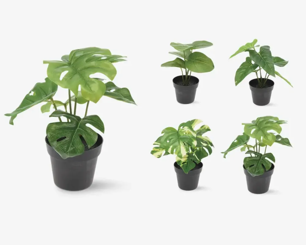 Best Daells Bolighus Grøn Plante I Potte Ass H.24 cm