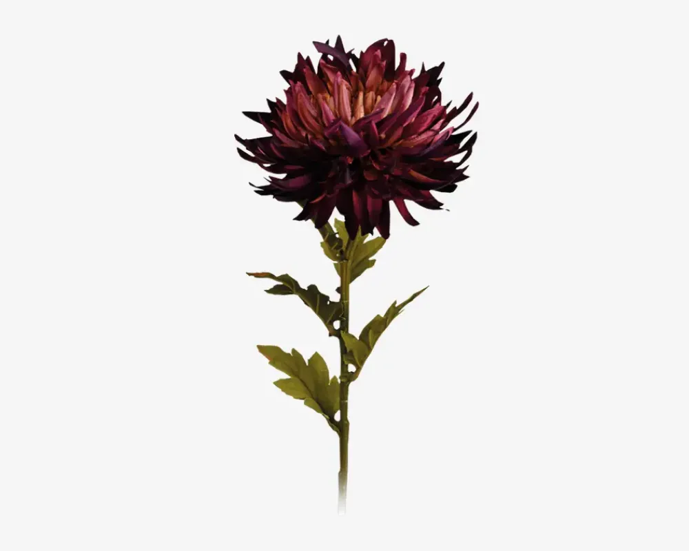 Online Daells Bolighus Krysantemum stilk ass 18x18x62 cm