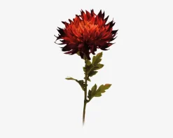 Online Daells Bolighus Krysantemum stilk ass 18x18x62 cm