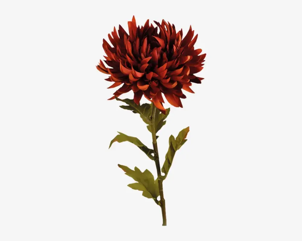 Online Daells Bolighus Krysantemum stilk ass 18x18x62 cm