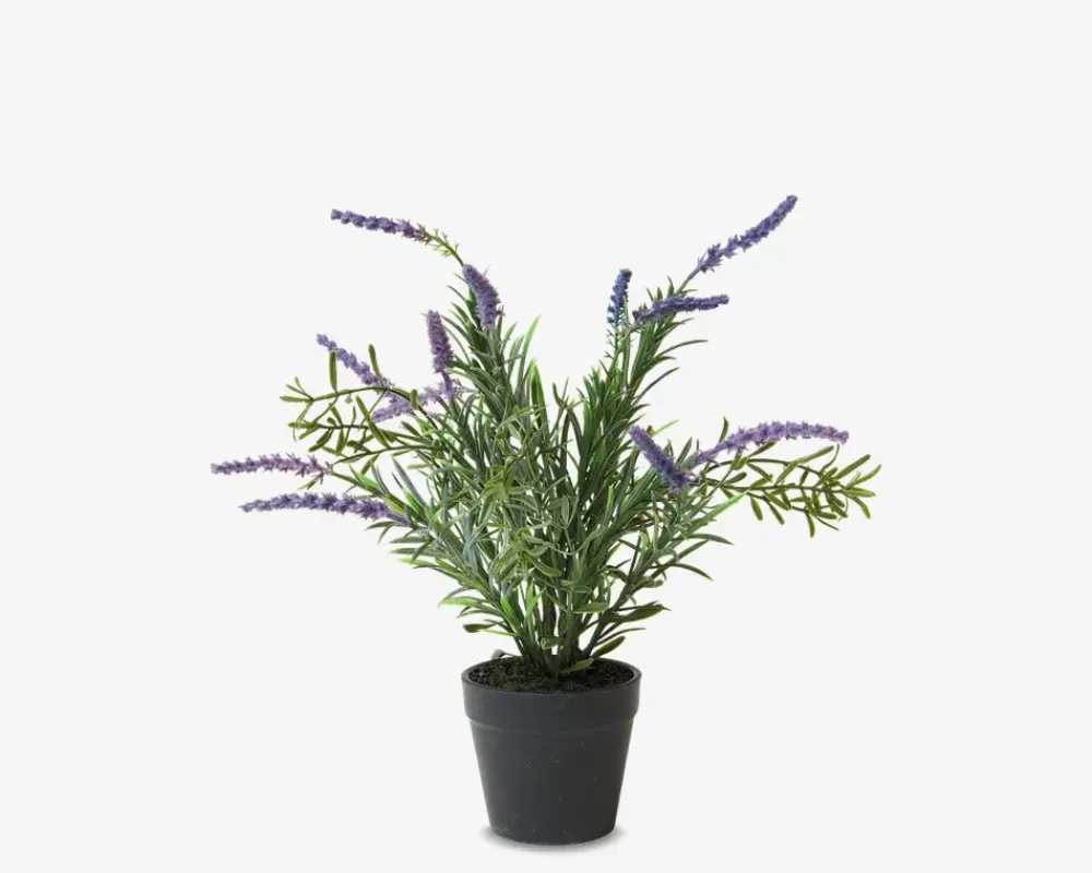 Discount Daells Bolighus Lavendel Potte Plastik H.30 cm