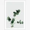 Sale Daells Bolighus Plakat Eucalyptus