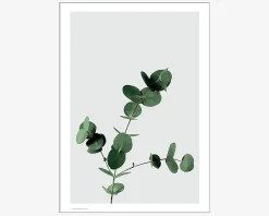 Sale Daells Bolighus Plakat Eucalyptus