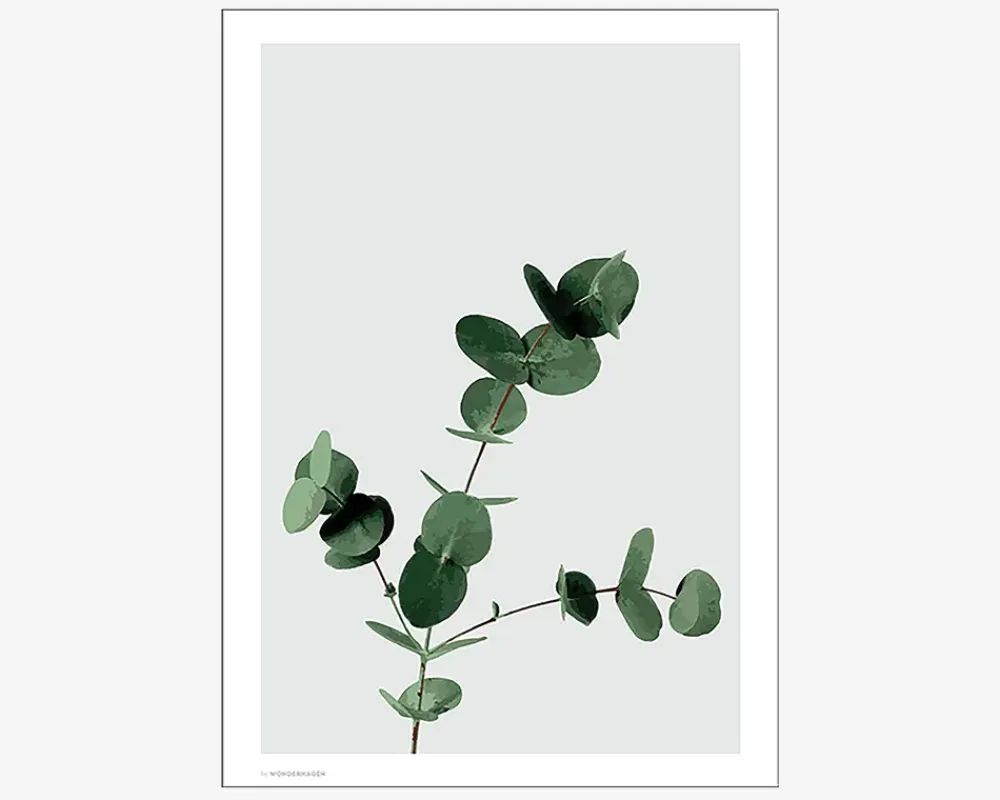 Sale Daells Bolighus Plakat Eucalyptus