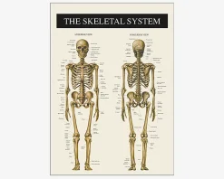 Hot Daells Bolighus Plakat Skelettet