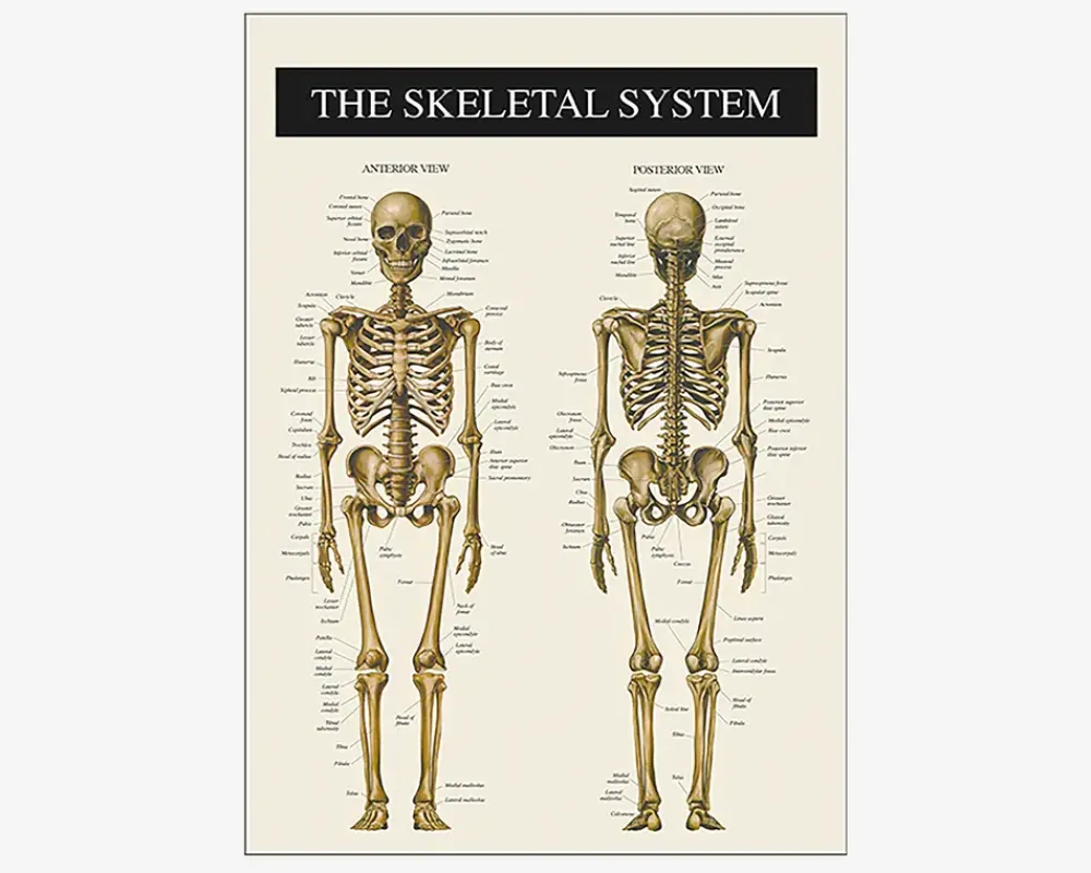 Hot Daells Bolighus Plakat Skelettet