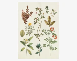 Clearance Daells Bolighus Plakat Victorian Garden III A5