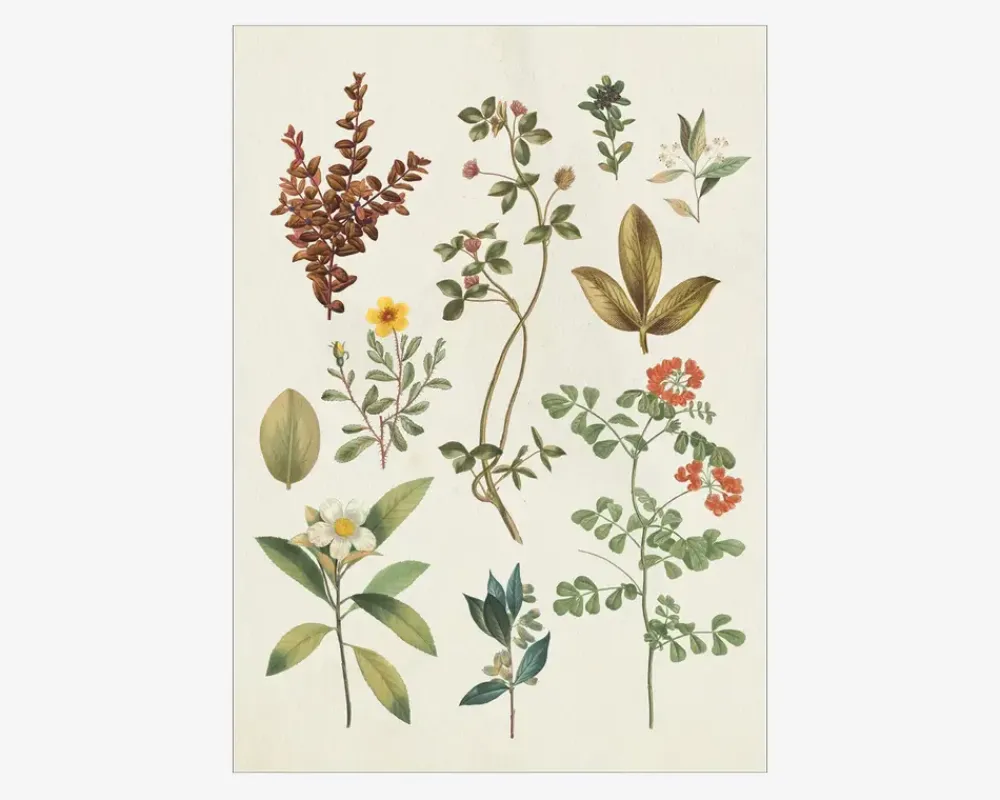 Clearance Daells Bolighus Plakat Victorian Garden III A5