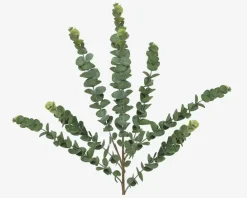 Online Daells Bolighus Stilk Eucalyptus Grøn H.70 cm