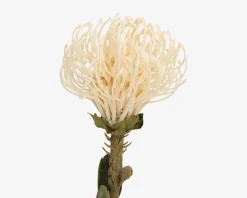 Sale Daells Bolighus Stilk Protea hvid H.73 cm